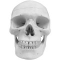Human life size Skull Model