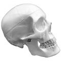 Human life size Skull Model