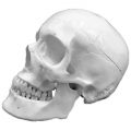 Human life size Skull Model