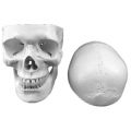 Human life size Skull Model