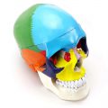 Human life size Skull Model